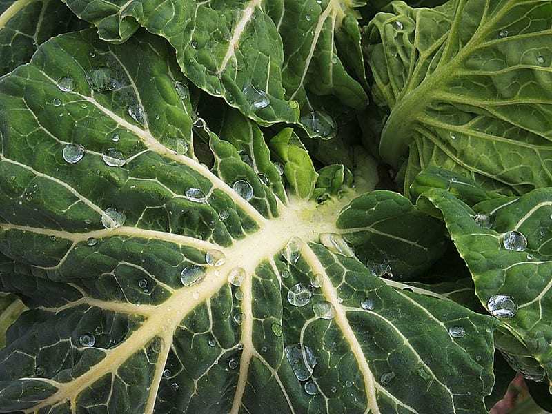 9 Sandy Soil Tolerant Vegetables That are Easy to Grow – The garden!