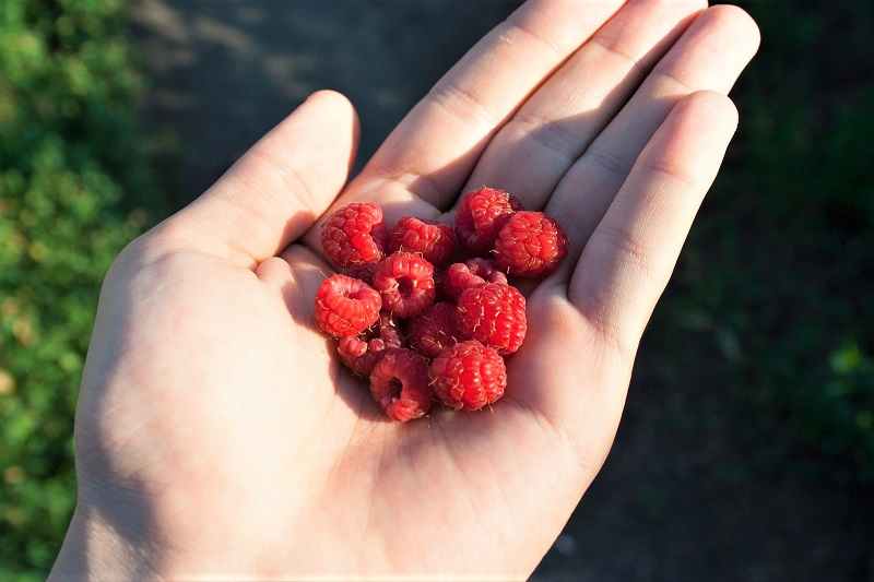Harvested Raspberry Growing Raspberries in Your Backyard – The garden!