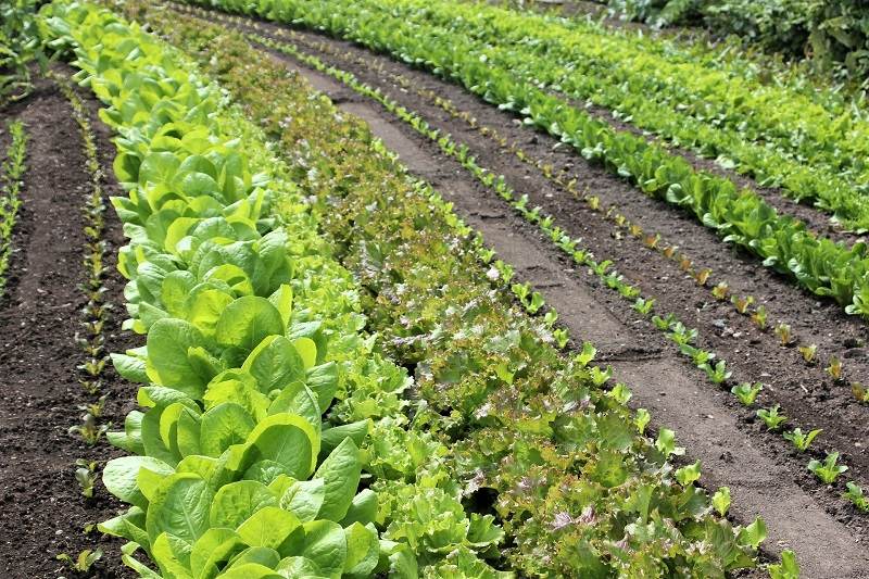 Succession Cropping to Get More out of Your Garden – The garden!