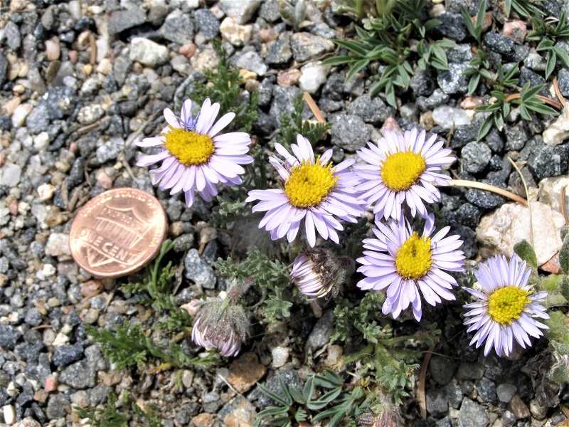 Grow Your Own Asters – The garden!