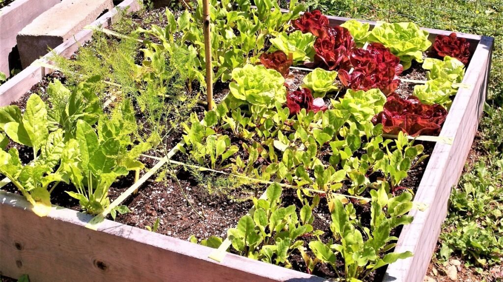 SQUARE-FOOT GARDENING