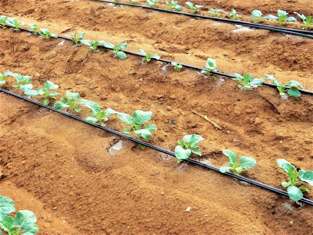 GARDEN IRRIGATION