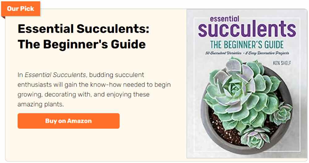 How to Propagate Succulents in 11 Practical Steps – The garden!