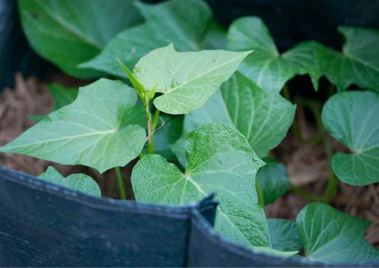With grow bags, you can transform even the smallest areas into productive vegetable gardens.
