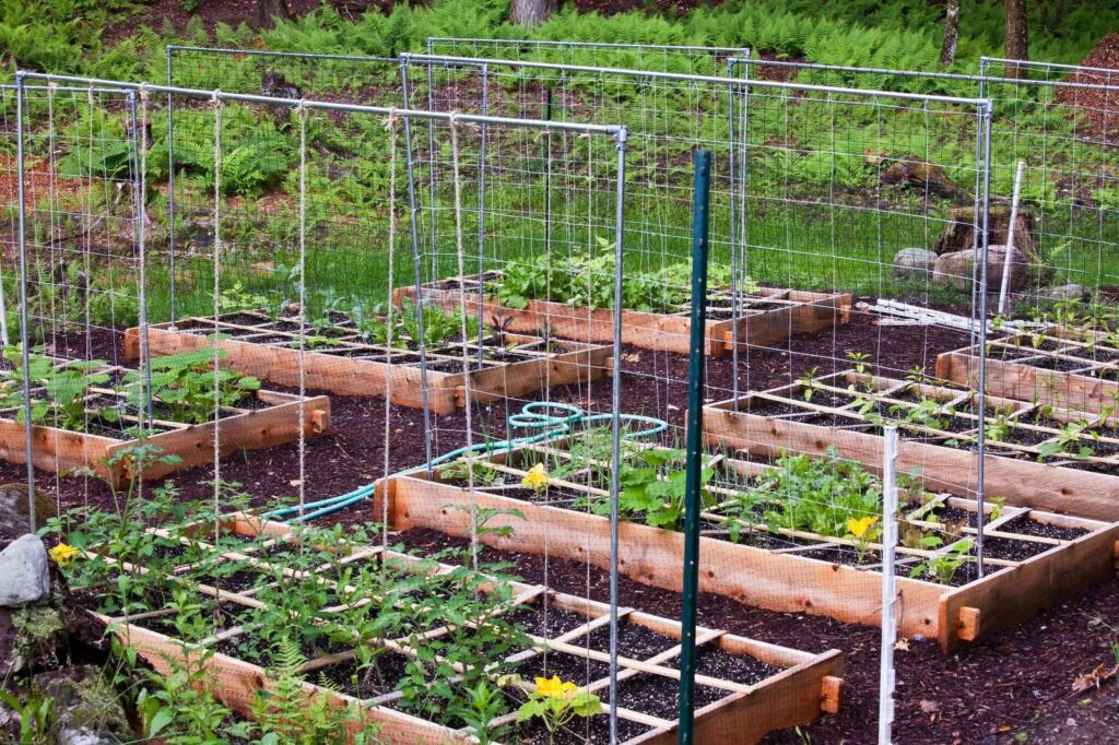 an image of a square-foot gardening setup.