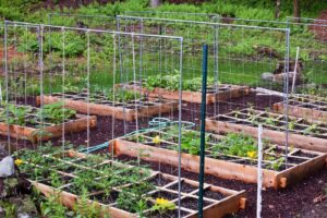 an image of a square-foot gardening setup.
