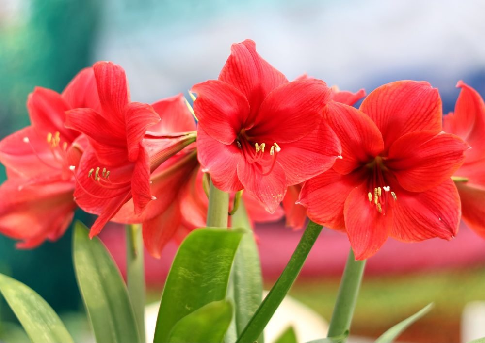 Amaryllis plants produce large, showy flowers that come in a variety of colors, including red, pink, white, and more.