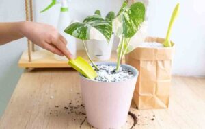 Monstera Varieties generally prefer bright, indirect light.