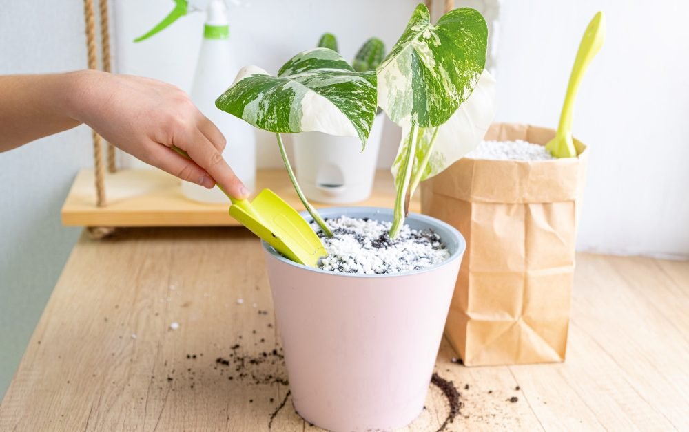 Monstera Varieties generally prefer bright, indirect light.