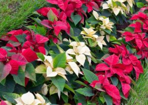 Peach or orange-toned poinsettias offer a unique and vibrant option.