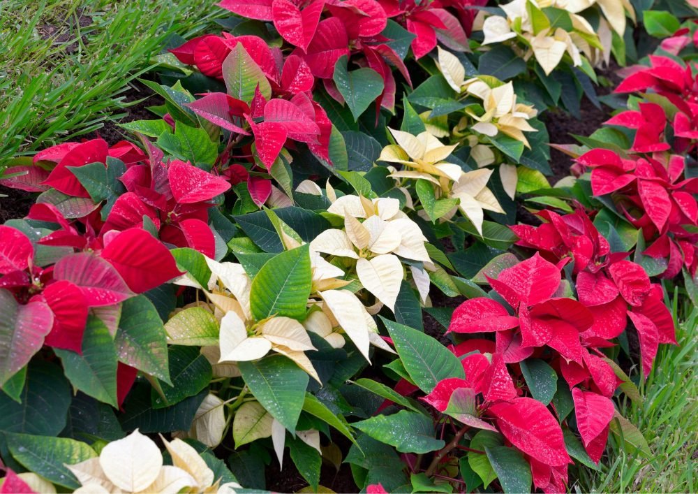 Peach or orange-toned poinsettias offer a unique and vibrant option.