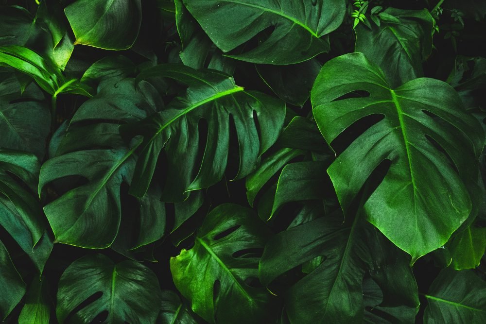 An image of monstera varieties in a garden.