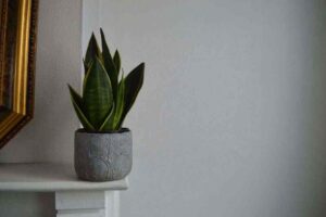 An image of a snake plant, one of the best indoor plants for low light conditions.