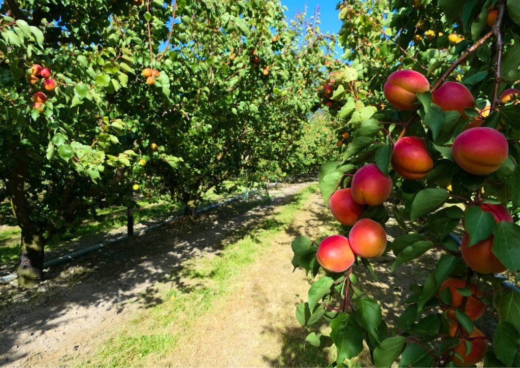 No need to hit the grocery store for fresh picks.