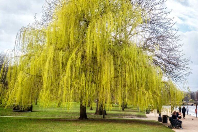An image of willow trees