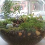 An image of a planted fishbowl.