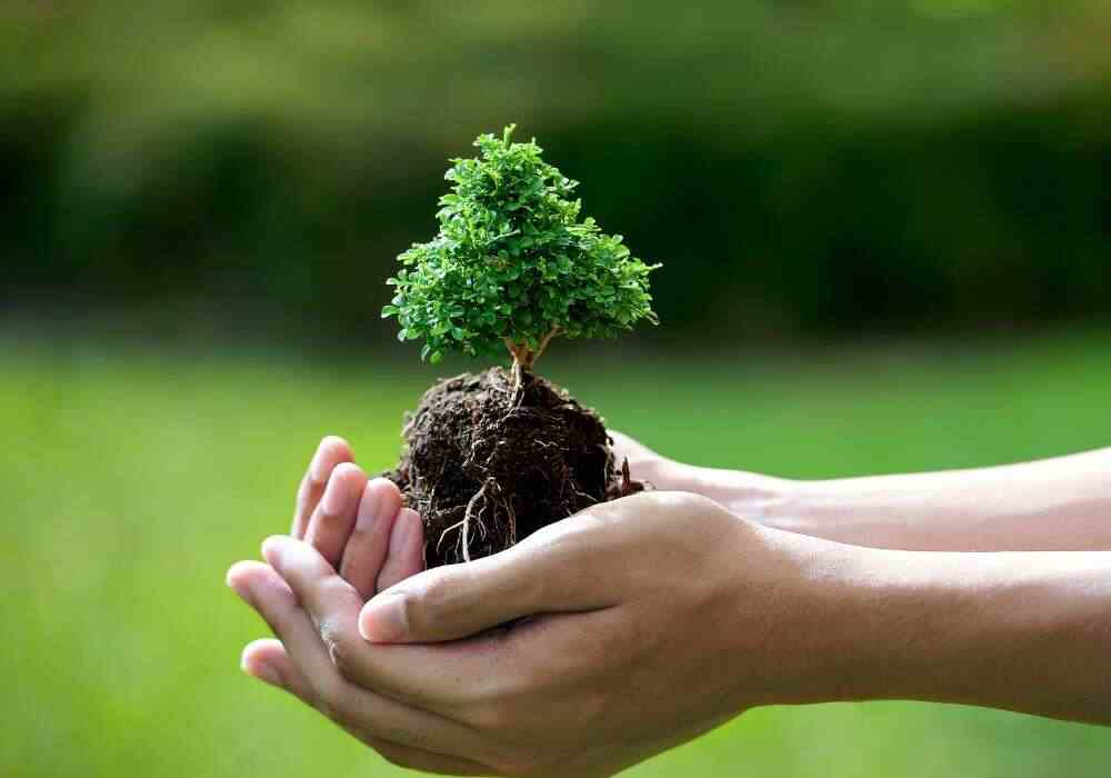 Tree Search Small Trees for Small Garden: 6 Important Considerations – The garden!