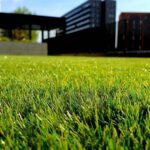 A weed free lawn is a beauty to behold!