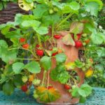An image of a strawberry tower planter.