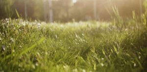 How often should you mow your lawn?