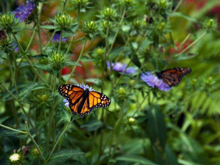 An image of a butterfly garden in a home.