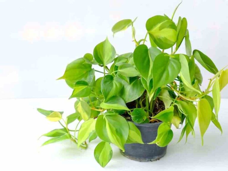 An image of a heartleaf philodendron for an article about indoor climbing plants.