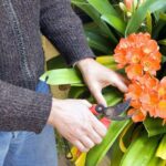 An image of a person tending a cut flower garden.