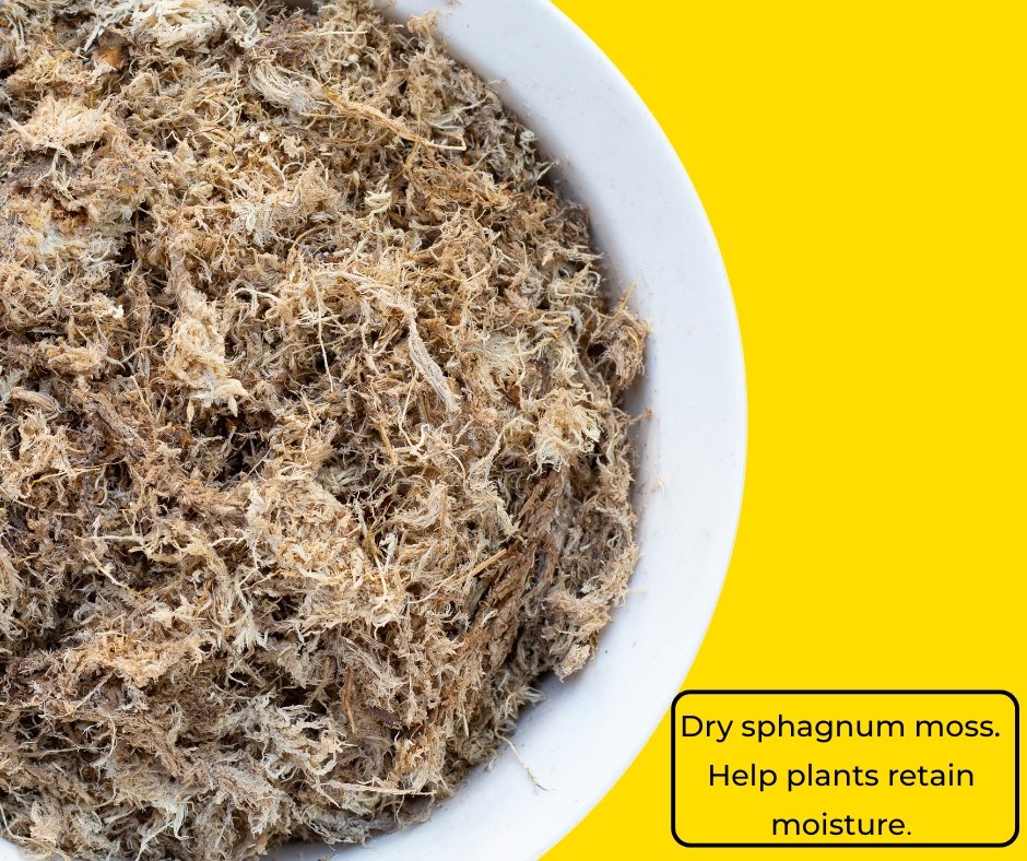 Dry sphagnum moss. Help plants retain moisture
