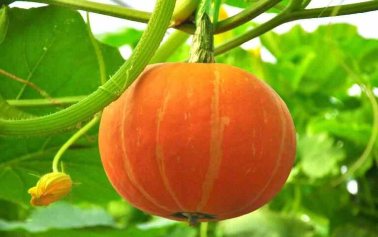 An image of a ripe pumpkin for an article about growing pumpkin.