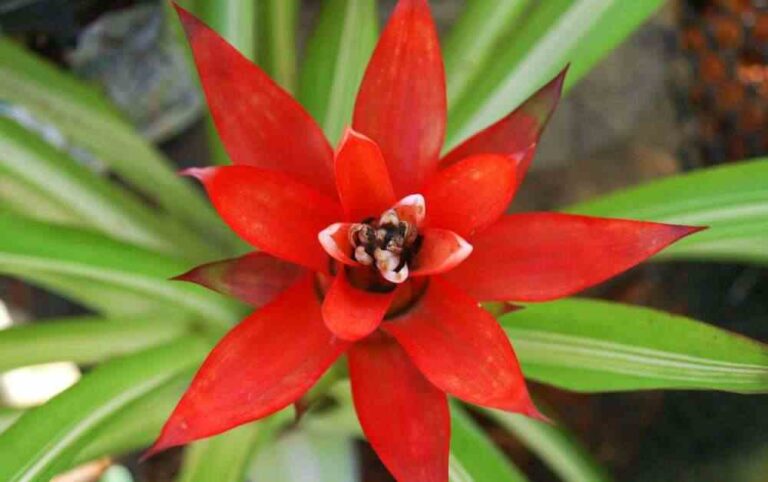 An image of a red bromeliad flower for an article about bromeliad care.