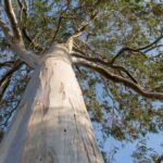 An image of a eucalyptus tree.