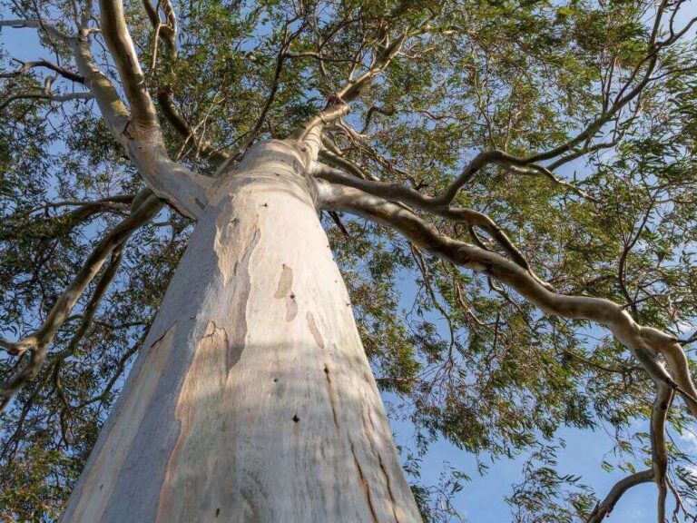 An image of a eucalyptus tree.