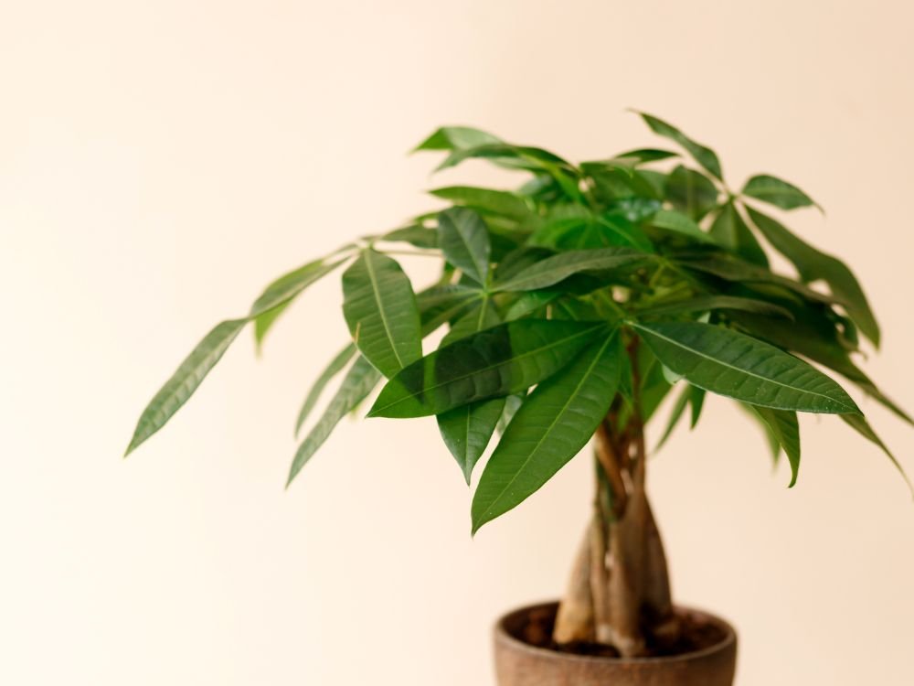 An image of a money tree in a pot.