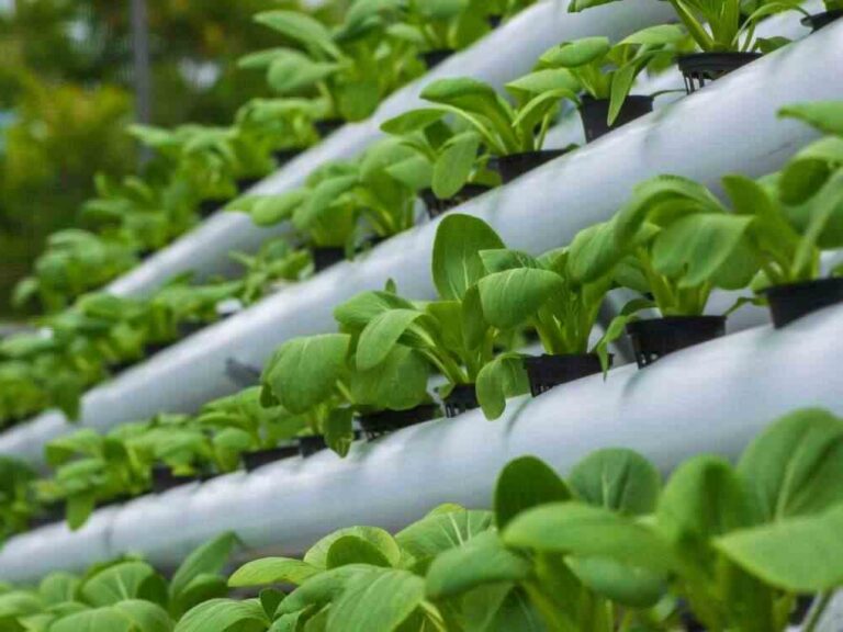 An image of a hydroponic herb garden.