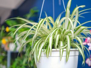 An image of a spider plant in a container.