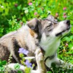 An image of a dog in a garden for an article about pet allergies.