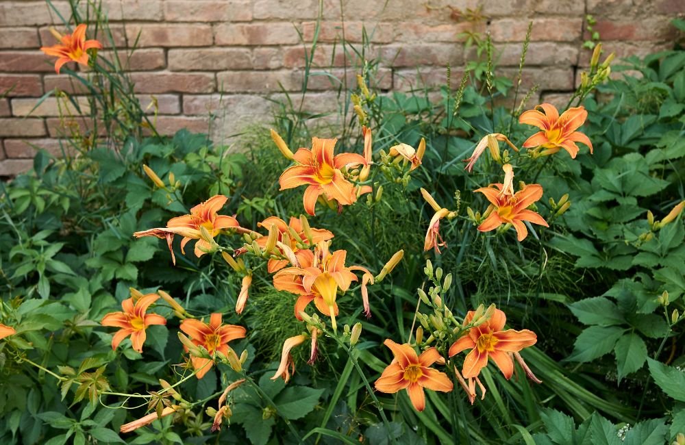 An image of Orange Daylilies as fire-resistant plants.