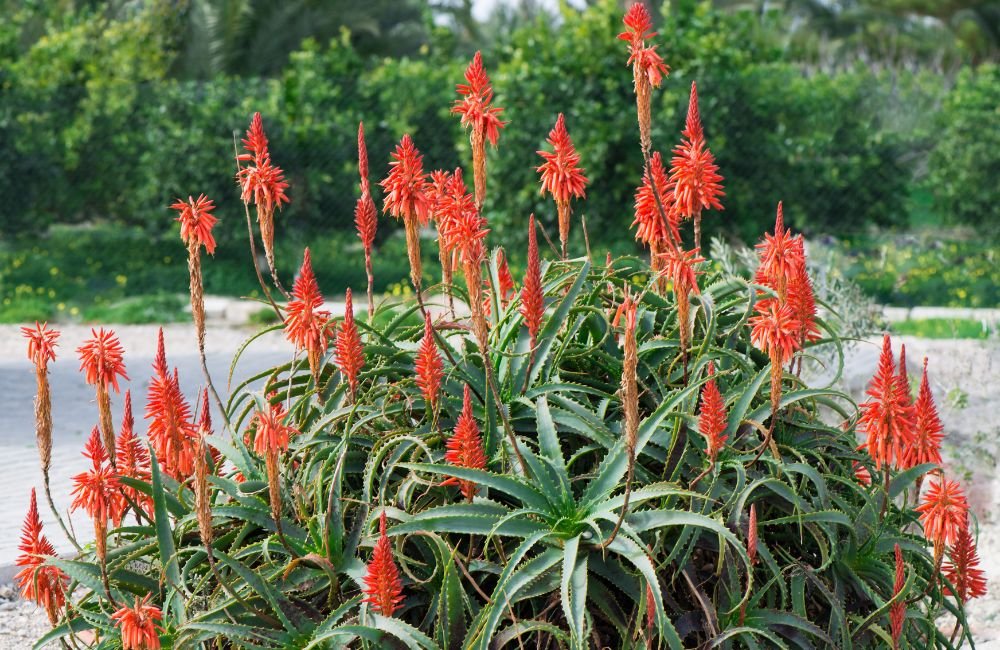 An image of Aloe arborescens as fire-resistant plants to a garden.