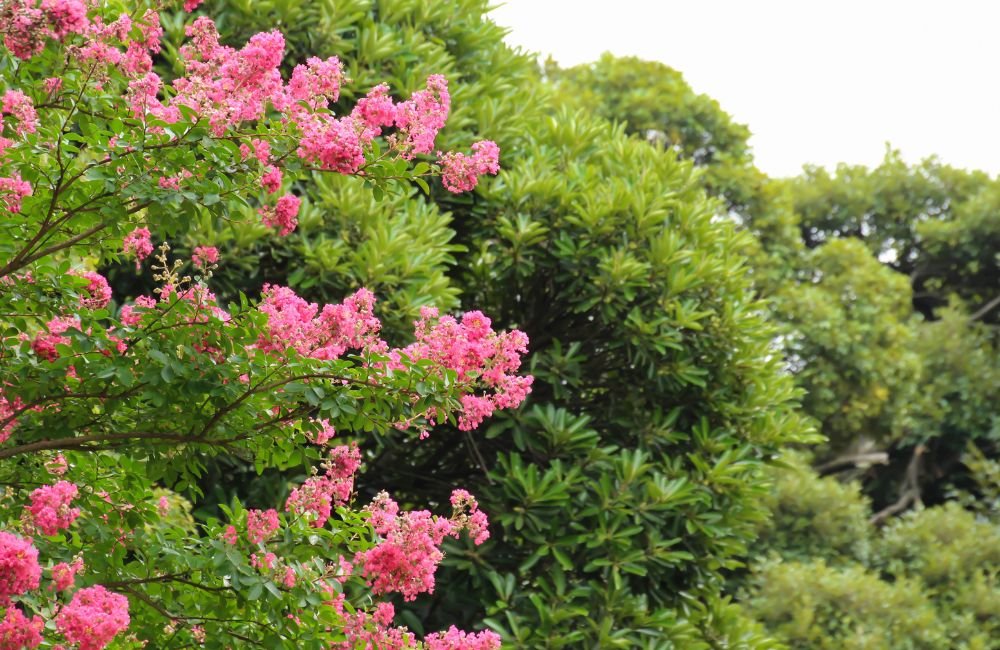 An image of Lagerstroemia indica.