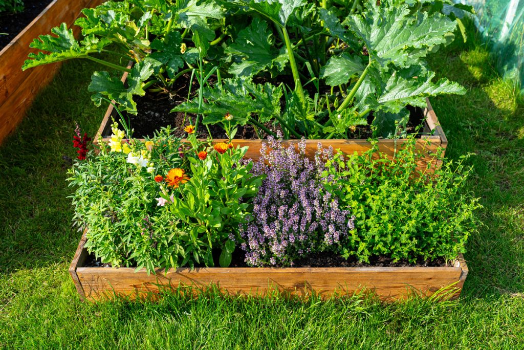 A simple herb garden