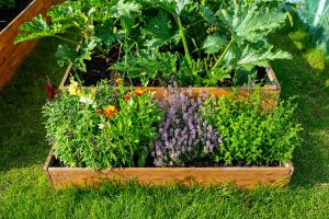 A simple herb garden