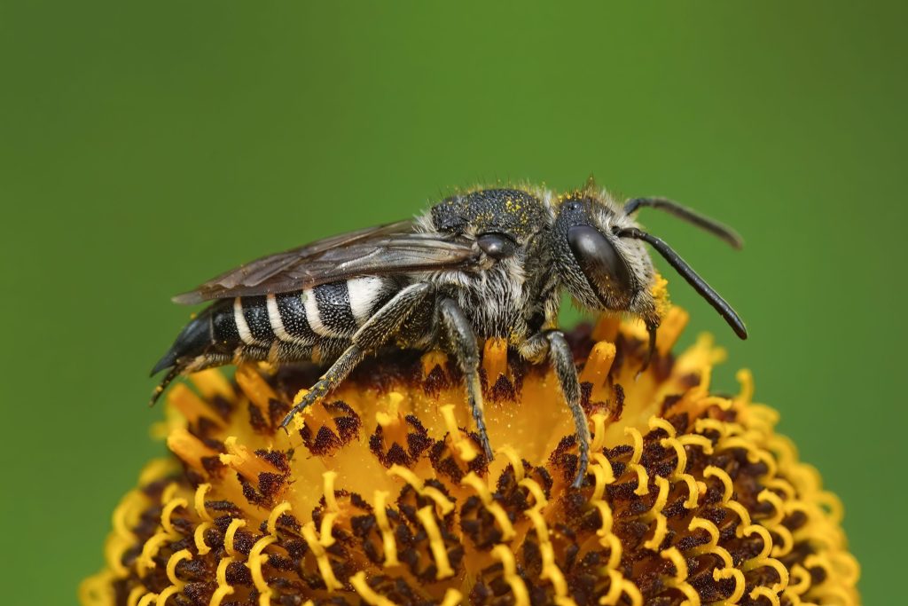 Pollinator-Friendly Gardens 2026: Attracting Bees and Butterflies to Your Yard