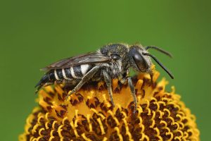 Pollinator-Friendly Gardens 2026: Attracting Bees and Butterflies to Your Yard