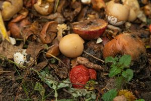 Composting for Beginners 2026: Turning Waste into Garden Gold