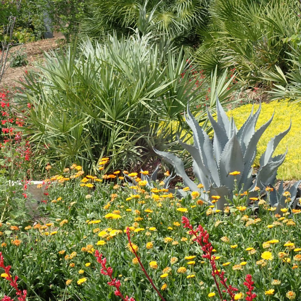 Drought-Resistant Gardens 2026: Beautiful Landscapes for a Changing Climate