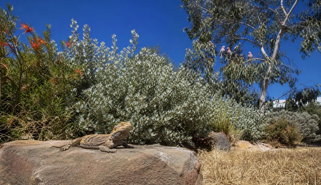 A dry-climate Australian garden in inland NSW