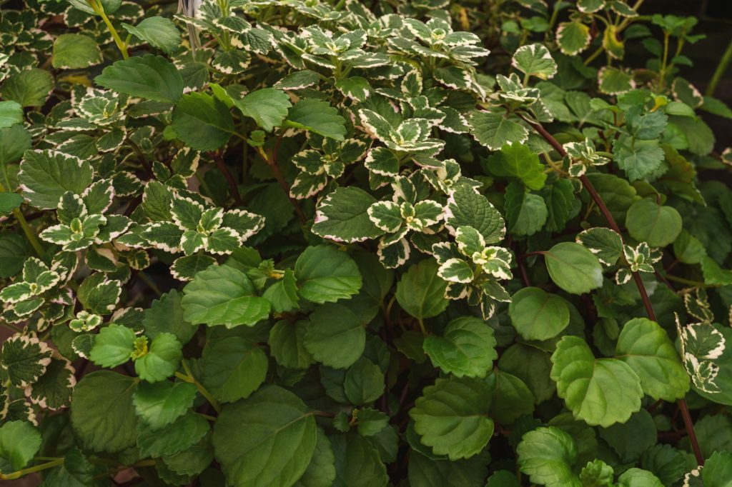 A beautiful example of Plectrathus Amboinicus lushness.