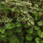 A beautiful example of Plectrathus Amboinicus lushness.