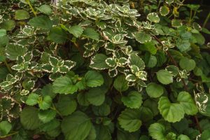 A beautiful example of Plectrathus Amboinicus lushness.