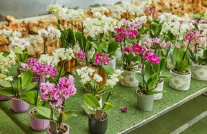Potted Orchids: A Simple Guide to Choosing and Caring for Indoor Orchids